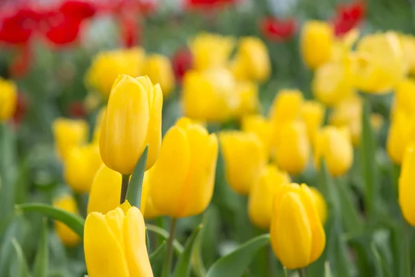 Piękne Żółte Pola Tulipanowe — Zdjęcie stockowe