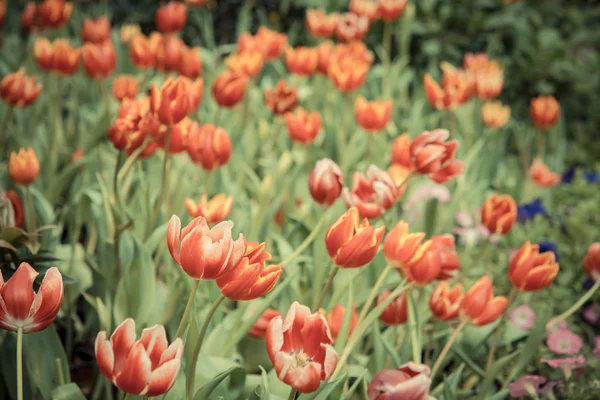 Piękne Pola Tulipan Tło — Zdjęcie stockowe