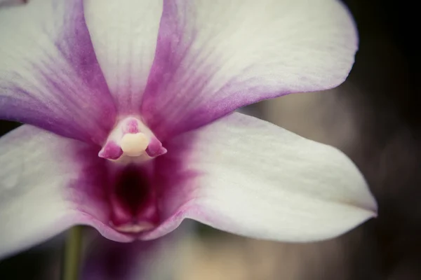 Closeup Nádherné Orchideje Stromě — Stock fotografie