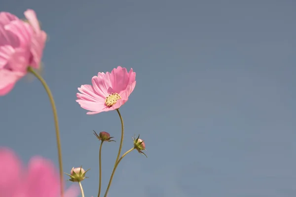 Mavi Gökyüzü Ile Pembe Çiçek — Stok fotoğraf