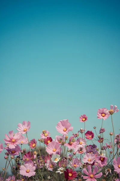 粉红色的花与蓝蓝的天空 — 图库照片