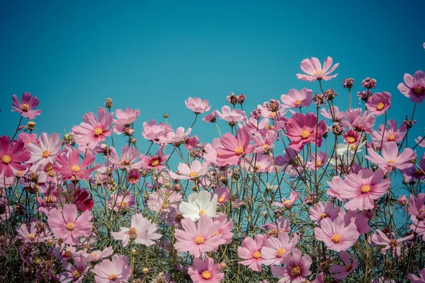 粉红色的花与蓝蓝的天空 — 图库照片