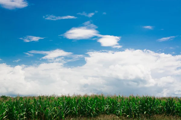 Green Corn Field Blue Sky — Stock Photo, Image
