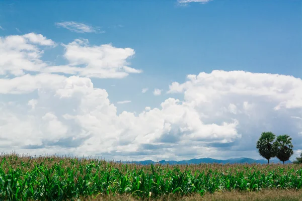 Green Corn Field Blue Sky — Stock Photo, Image
