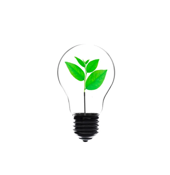 Žárovka Zelených Rostlin — Stock fotografie