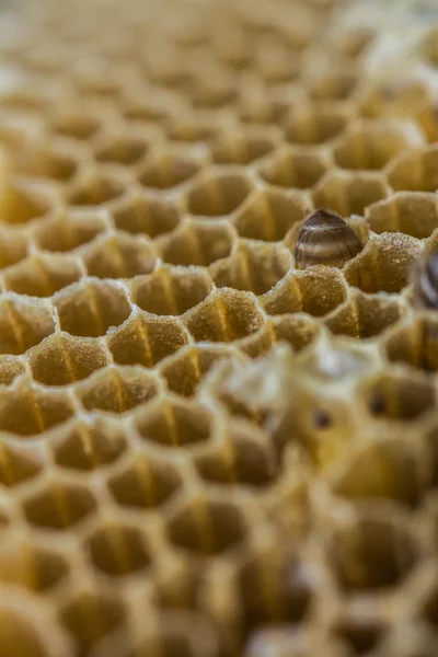 Abeja Trabajo Panal — Foto de Stock