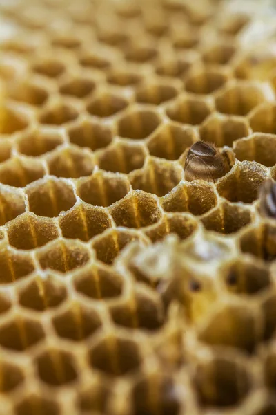 çalışma arı peteği üzerinde