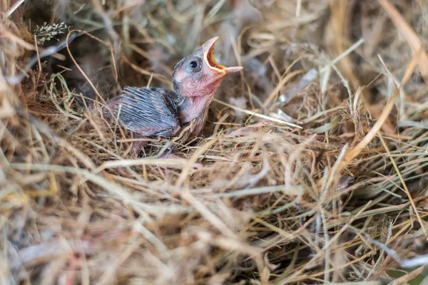 Μωρό Πουλί Πεινασμένοι Στην Φωλιά Πουλιών — Φωτογραφία Αρχείου