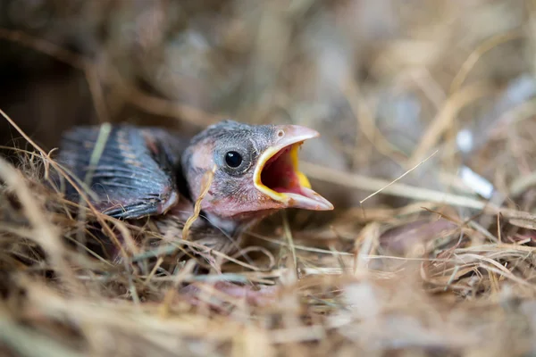 Птенец Голодный Птичьем Гнезде — стоковое фото