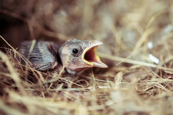 Noworodek Ptak Głodny Bird Nest — Zdjęcie stockowe