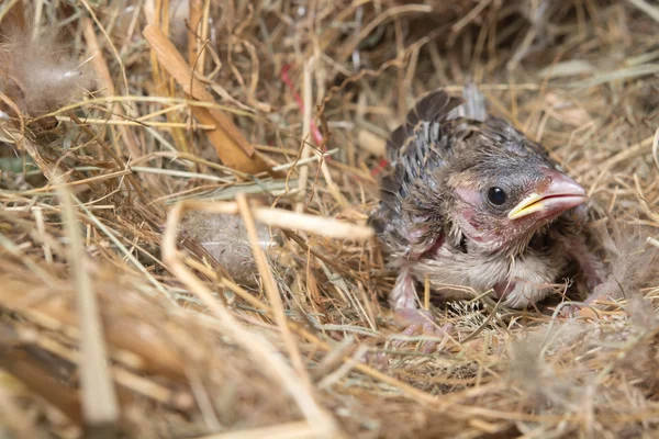 Baby bird hungry in the Bird Nest