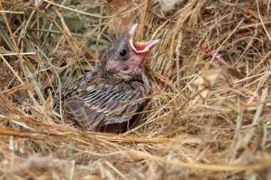 Bebek kuş kuş yuva aç