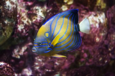  bluering melek balığı (pomacanthus annularis)