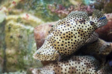 Cromileptes altivelis kambur orfoz balığı