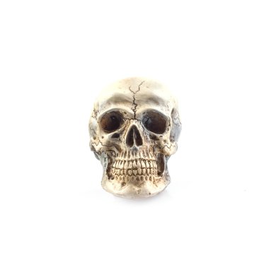 insan kafatası model beyaz zemin üzerine izole