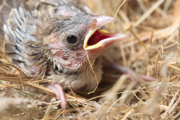 Baby bird hungry in the Bird Nest