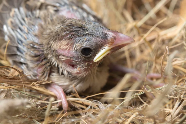 Baby bird hungry in the Bird Nest