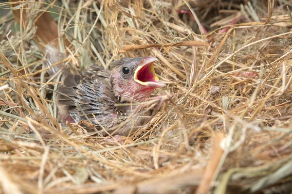 Baby bird hungry in the Bird Nest