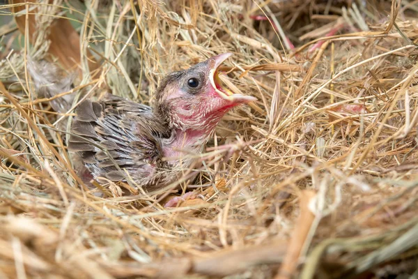 Baby bird hungry in the Bird Nest