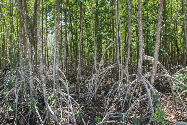 Skogen Mangrove Trat City Thailand — Stockfoto