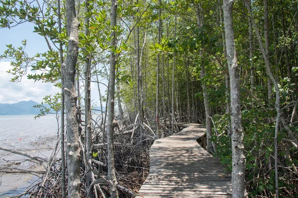 Manglar Del Bosque Ciudad Trat Tailandia — Foto de Stock