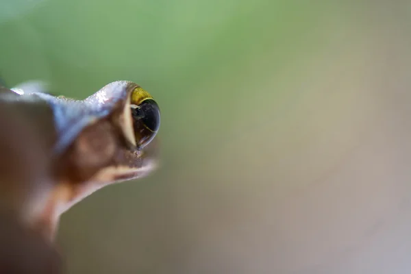 Közös Leveli Béka Polypedates Leucomystax Terrárium — Stock Fotó