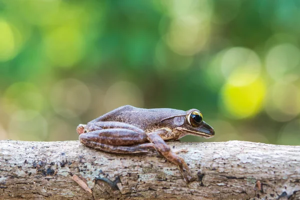 Rana Arbórea Común Polypedates Leucomystax Terrario —  Fotos de Stock