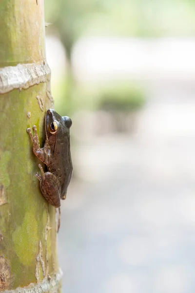 Broasca Arborelui Comun Polypedates Leucomystax Terariu — Fotografie, imagine de stoc