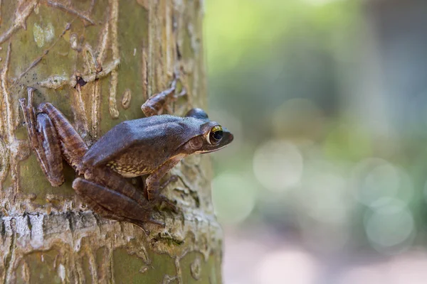 Rana Arbórea Común Polypedates Leucomystax Terrario —  Fotos de Stock