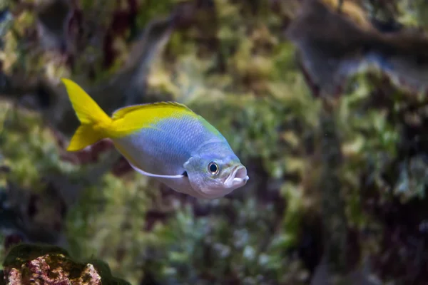 Redbelly Yellowtail Fusilier Fish — Stock Photo, Image