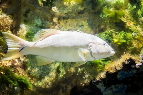 Blauer Zackenbarsch Aquarium — Stockfoto