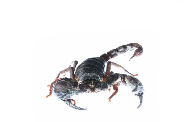 Scorpion Isolerad Vit — Stockfoto