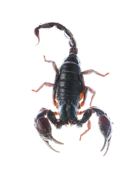 Скорпион Изолирован Белом — стоковое фото