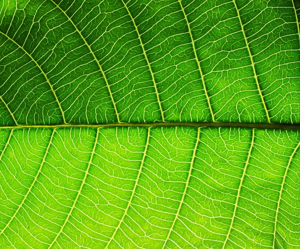 Feuille Verte Texture Feuilles — Photo