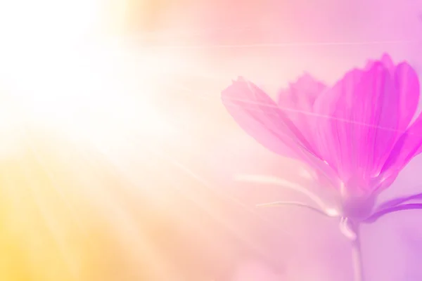 Bunga Bunga Indah Dengan Fokus Lembut Warna Latar Belakang Disaring — Stok Foto