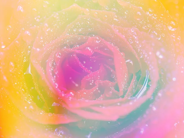 Hermosas Flores Con Enfoque Suave Color Fondo Filtrado — Foto de Stock