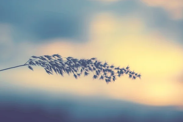 Flor Hierba Soplando Movimiento Del Viento Desenfoque Cielo Fondo — Foto de Stock