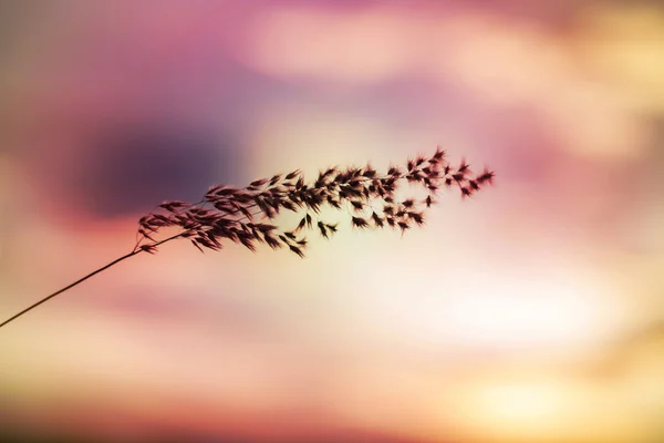 Flower Grass Blowing Wind Motion Blur Sky Background — Stock Photo, Image