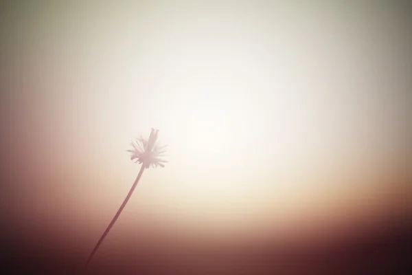 Flor Hierba Soplando Movimiento Del Viento Desenfoque Cielo Fondo — Foto de Stock