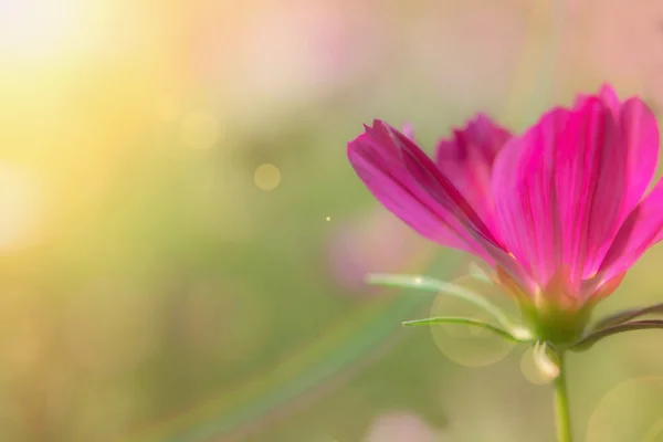 美丽的粉红色的花朵柔和的焦点背景与彩虹 — 图库照片