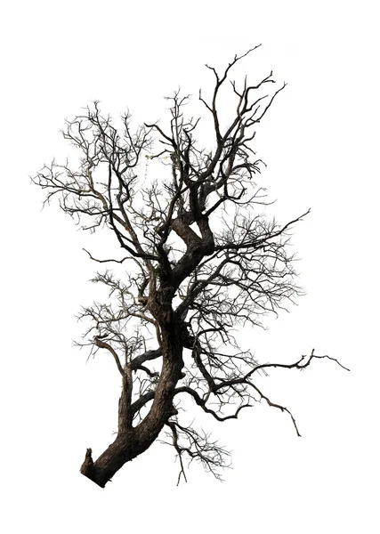 Ölü dallar ağaç izole beyaz arka plan üzerinde.