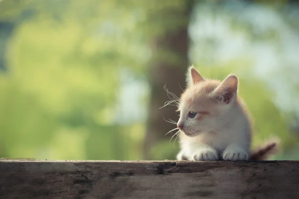Hermoso pequeño gato estancia solo en la naturaleza — Foto de Stock