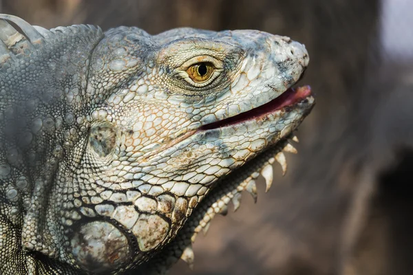 Retrato de cerca de las iguanas comunes —  Fotos de Stock