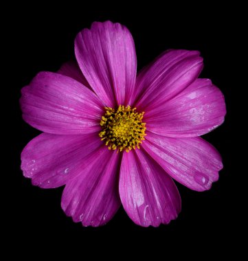 Siyah arka plan üzerine izole güzel pembe Cosmos çiçek