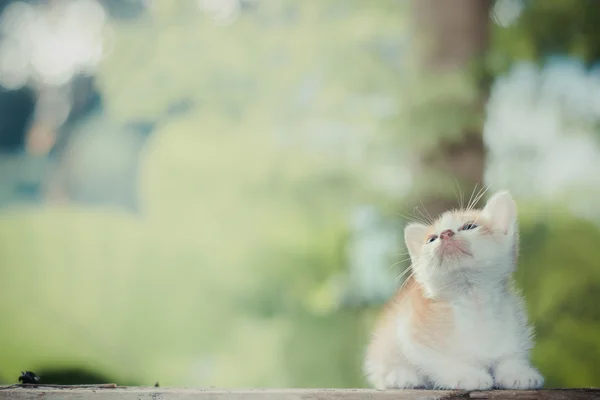 Gatito sentado en el suelo de madera mirando en la parte superior —  Fotos de Stock