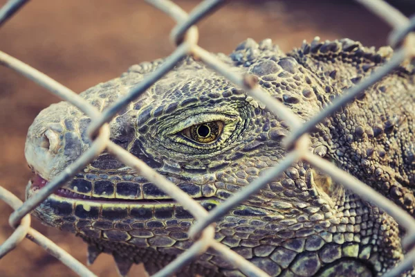 Close-up iguana olho dentro da gaiola . — Fotografia de Stock