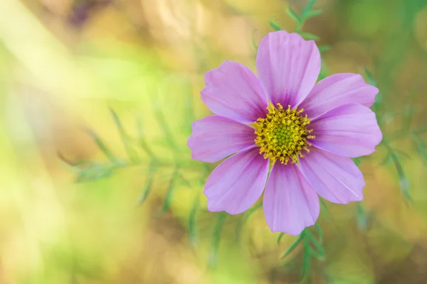 Flores de cosmos rosadas en el jardín, concepto de enfoque suave — Foto de Stock