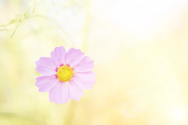 Flores de cosmos rosadas en el jardín, concepto de enfoque suave — Foto de Stock