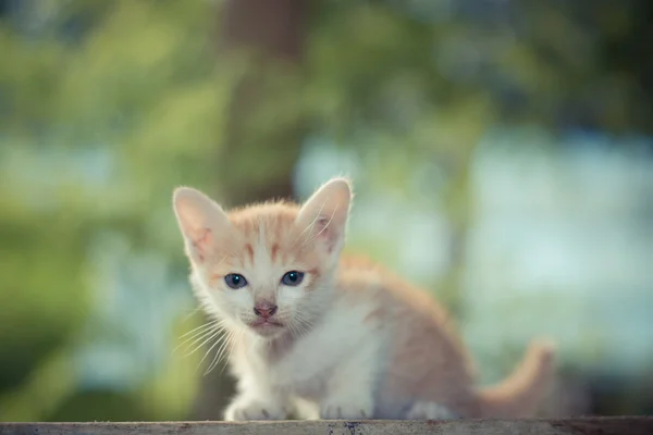 Ahşap masada oturan küçük sarı yavru kedi. — Stok fotoğraf