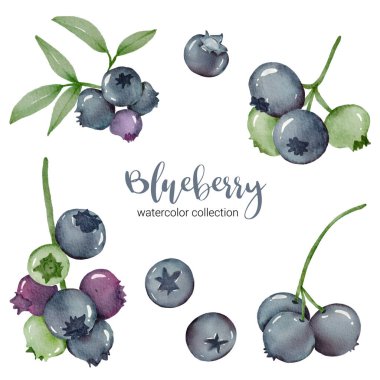 Yaban mersini suluboya koleksiyon tasarımı ile yeşil ve Yaprak dallı, Çizim Kümesi Düz Tasarım Vektör İllüstrasyonu